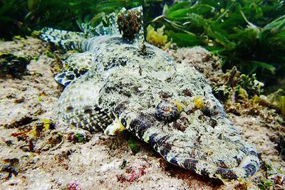 Tentacled flathead (Papilloculiceps longiceps)