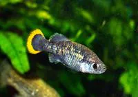Tequila splitfin (Zoogoneticus tequila)