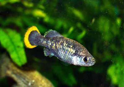 Tequila splitfin (Zoogoneticus tequila)