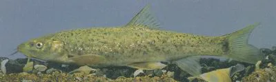 Terek barbel (Barbus ciscaucasicus)