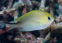 Ternate chromis (Chromis ternatensis)