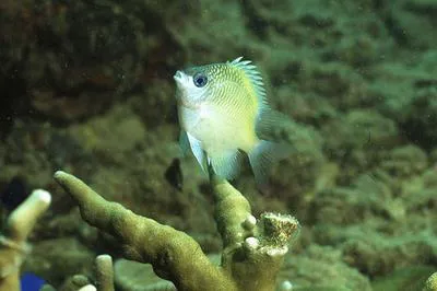 Ternate damsel (Amblyglyphidodon ternatensis)