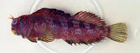 Tessellated blenny (Hypsoblennius invemar)