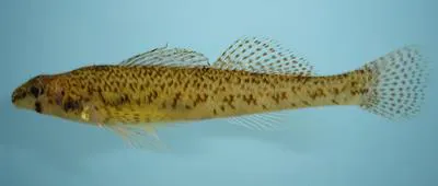 Tessellated darter (Etheostoma olmstedi)