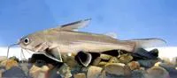 Tete sea catfish (Ariopsis seemanni)