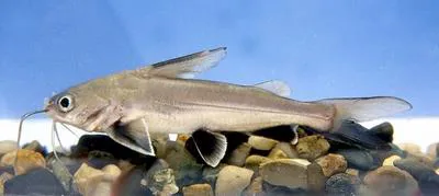 Tete sea catfish (Ariopsis seemanni)