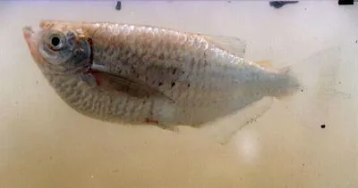 Tetra (Triportheus paranensis)