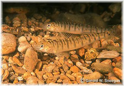 Texas logperch (Percina carbonaria)