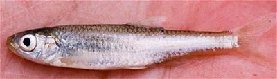 Texas shiner (Notropis amabilis)