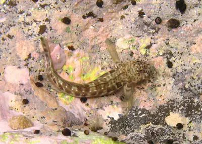 Textile blenny (Entomacrodus textilis)