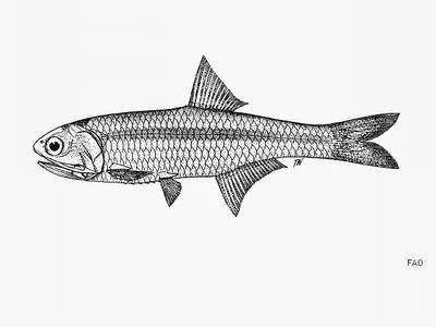 Thai anchovy (Stolephorus dubiosus)