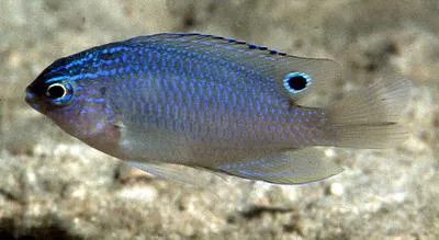 Thai damsel (Pomacentrus polyspinus)