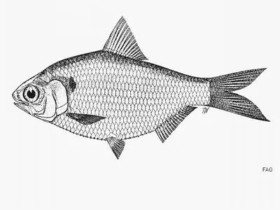 Thai gizzard shad (Anodontostoma thailandiae)