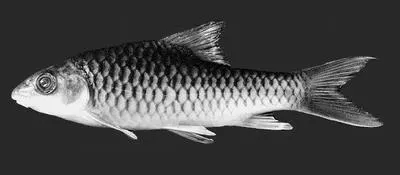 Thai mahseer (Tor tambroides)