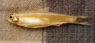 Thai river sprat (Clupeichthys aesarnensis)