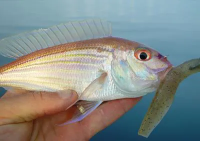Theodore's threadfin bream (Nemipterus theodorei)