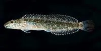 Thepas' sabretooth blenny (Petroscirtes thepassii)