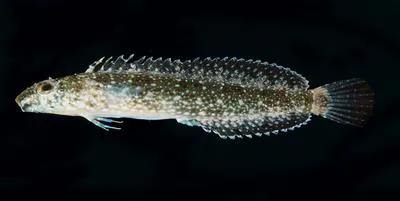 Thepas' sabretooth blenny (Petroscirtes thepassii)