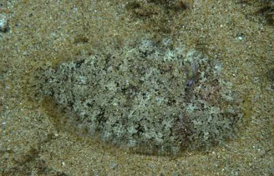 Therese's sole (Aseraggodes therese)