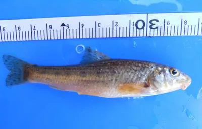 Thessaly gudgeon (Gobio feraeensis)