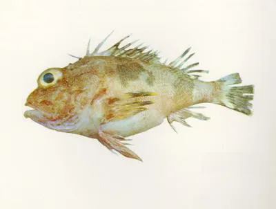 Thetis fish (Neosebastes thetidis)