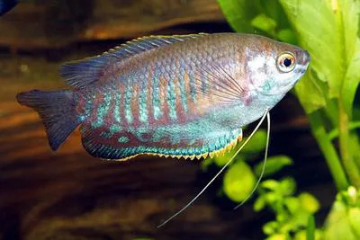 Thick lipped gourami (Trichogaster labiosa)