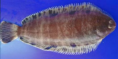 Thickback sole (Microchirus variegatus)