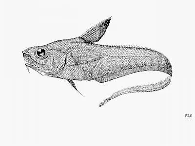 Thickbeard grenadier (Coryphaenoides zaniophorus)
