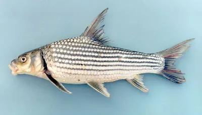 Thicklip barb (Probarbus labeamajor)