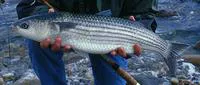 Thicklip grey mullet (Chelon labrosus)