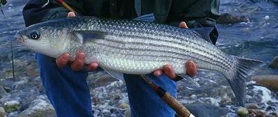 Thicklip grey mullet (Chelon labrosus)