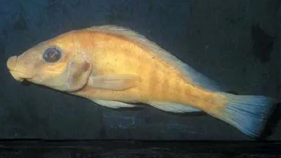 Thicklipped happy (Thoracochromis albolabris)