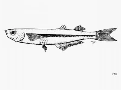 Thickscale silverside (Atherinella pachylepis)
