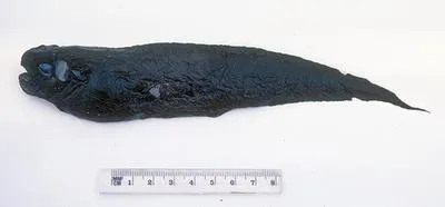 Thickskin snailfish (Paraliparis eastmani)