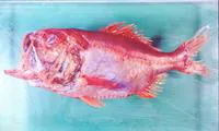 Thickspine roughy (Hoplostethus robustispinus)