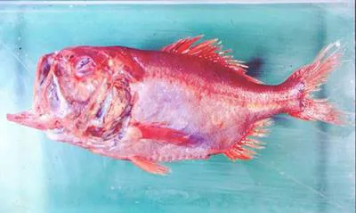 Thickspine roughy (Hoplostethus robustispinus)