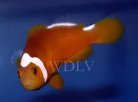 Thielle's anemonefish (Amphiprion thiellei)