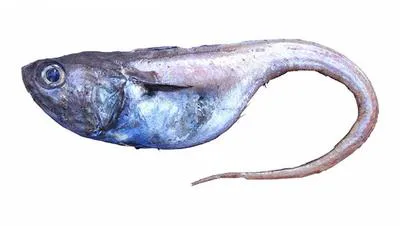 Thinbarbel whiptail (Ventrifossa paxtoni)