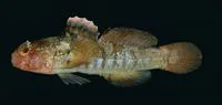 Thinbarred goby (Coryogalops bulejiensis)