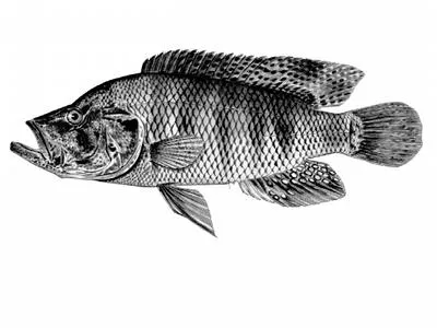 Thinface cichlid (Serranochromis angusticeps)