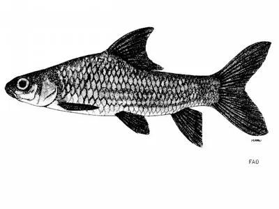 Thinlip barb (Probarbus labeaminor)
