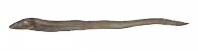 Thinlip conger (Gnathophis mystax)