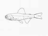 Thiolliere's lanternfish (Diaphus thiollierei)