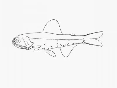 Thiolliere's lanternfish (Diaphus thiollierei)