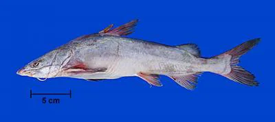 Thomas sea catfish (Notarius grandicassis)