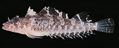 Thomas' triplefin (Norfolkia thomasi)