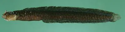 Thomasen's snakelet (Halidesmus thomaseni)
