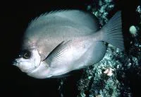 Thompson's butterflyfish (Hemitaurichthys thompsoni)