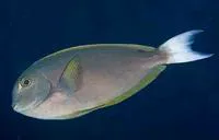 Thompson's surgeonfish (Acanthurus thompsoni)
