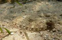 Thor's scaldfish (Arnoglossus thori)